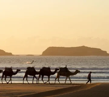 Safari-Marrakech-Essaouira-Day-Excursion-from-Marrakech-05-ql5md396ptvyc38piweysg3ahu0o66y8omklox1g20